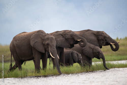 African elephants drinking from the Chobe River