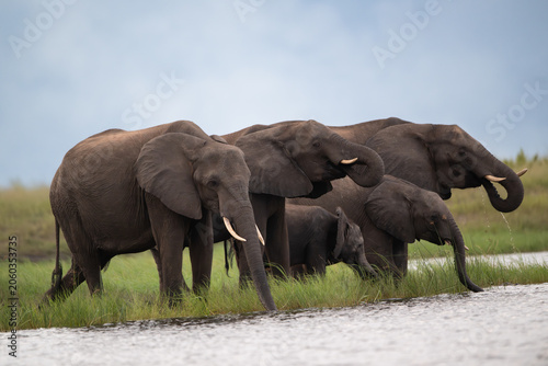 African elephants drinking from the Chobe River