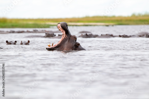 Hippopotamus with its mouth open in the water of Chobe River.