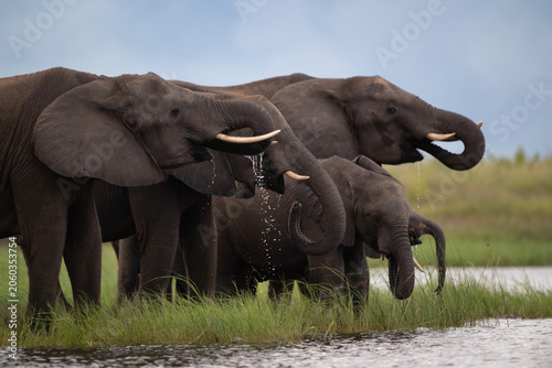 African elephants drinking from the Chobe River