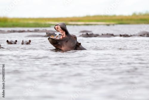 Hippopotamus with its mouth open in the water of Chobe River.