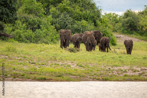 African elephants along the shore of the Chobe River