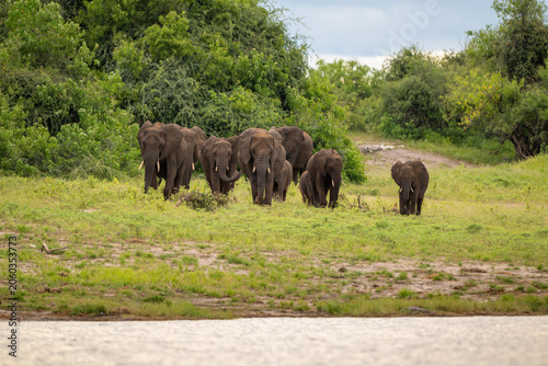 African elephants along the shore of the Chobe River