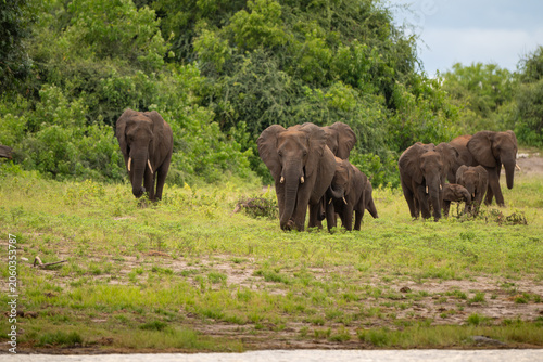 African elephants along the shore of the Chobe River