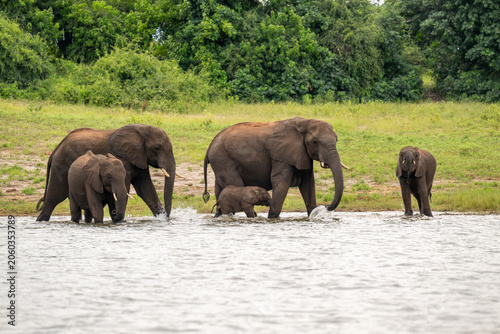 African elephants drinking from the Chobe River