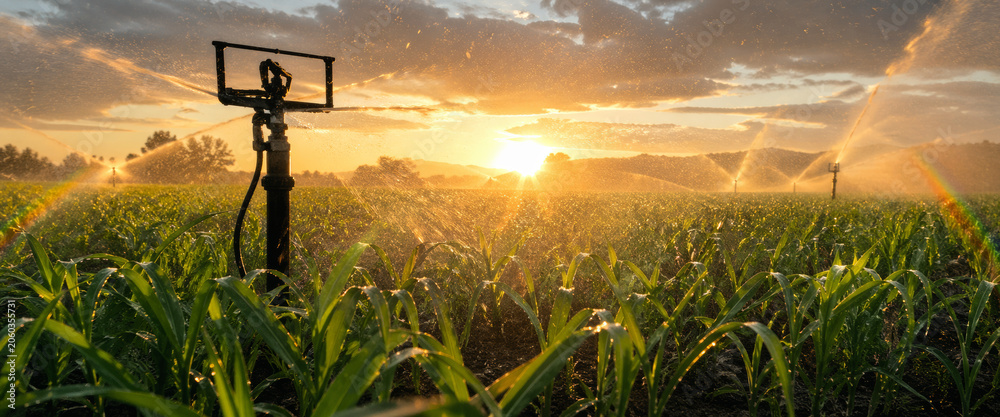 Obraz premium Irrigation system spraying water in cornfield during sunset