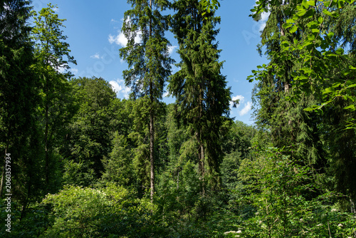 Fotografie Dense green mixed forest beneath a blue summer sky