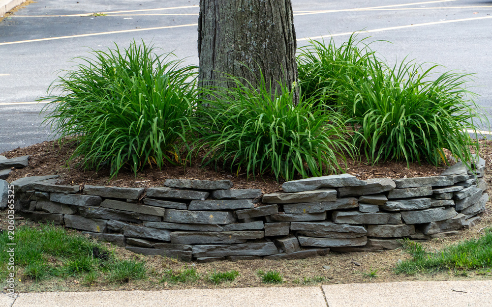 Naklejka premium Lush green daylily plants thrive in a circular stone-stacked garden bed around a mature tree trunk, meticulously mulched with wood chips, contrasting with a paved asphalt lot and concrete path.