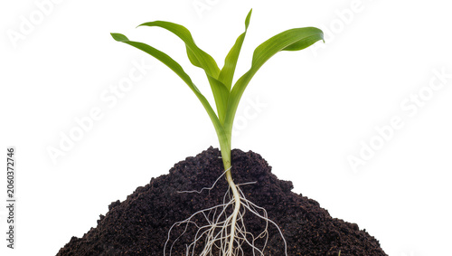 Canvas-taulu Green corn seedling with visible roots growing in dark soil, isolated on transpa
