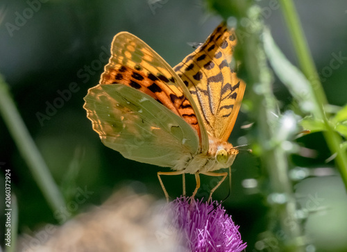 Cardinal fritillary butterfly (Argynnis pandora) feeding on a purple thistle flower