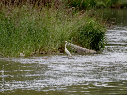 Little egret (Egretta garzetta) standing in a river near the grassy bank