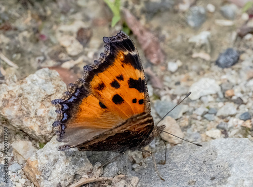 Large tortoiseshell butterfly (Nymphalis polychloros) resting on a stony ground