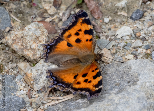 Large tortoiseshell butterfly (Nymphalis polychloros) resting on a stony ground