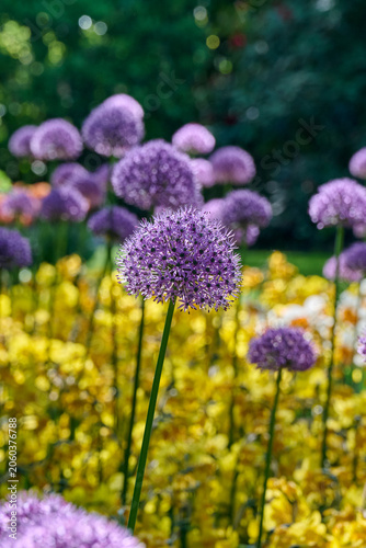 Fotografie allium Violet Beauty in the sun with yellow daffodils in the background