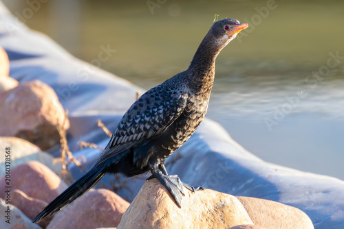 Fotografie Reed Cormorant (Phalacrocorax africanus or Microcarbo africanus) fishing at weir
