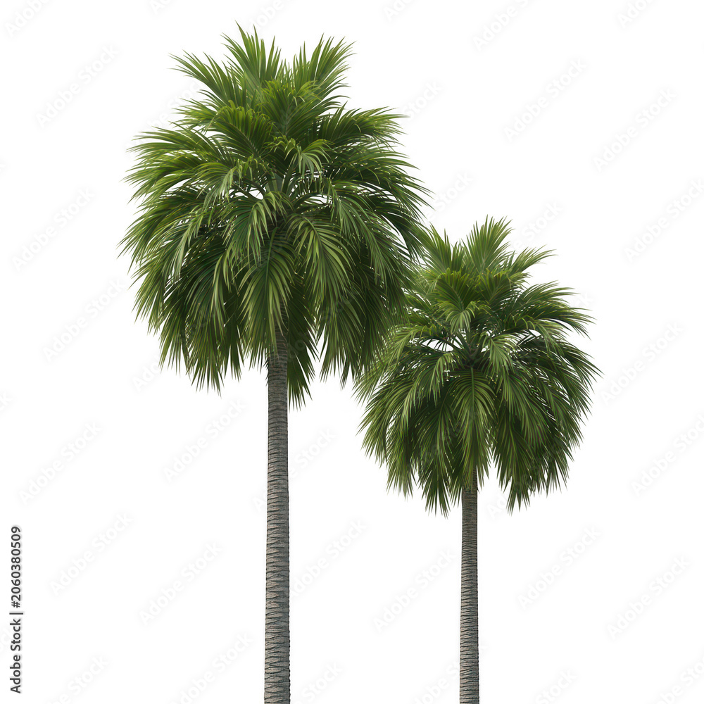 Fototapeta premium Two tall palm trees standing outdoors