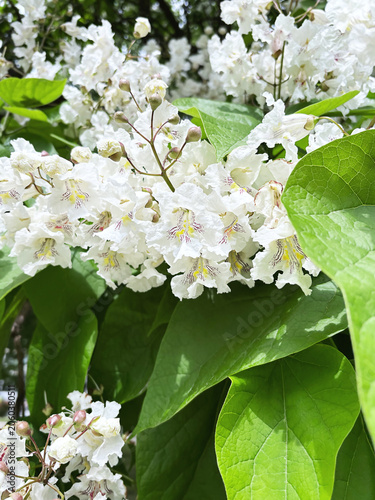 White Catalpa Tree Flowers in Bloom