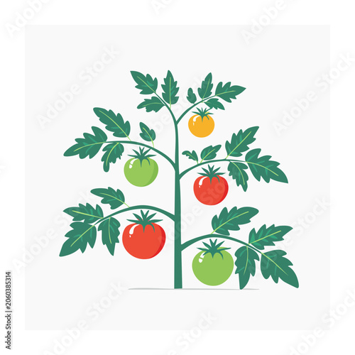 Flat design illustration of a tomato plant with ripe fruits