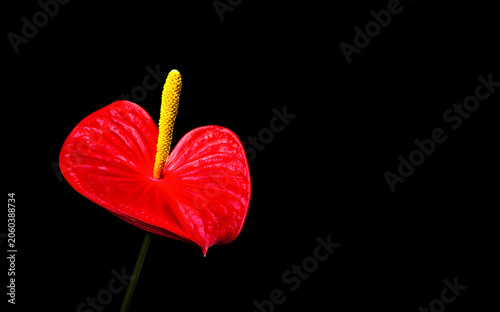 A striking red anthurium flower showcases its heart-shaped petals and yellow spadix against a deep black backdrop, highlighting its vivid colors.