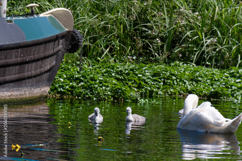 Fényképezés Two cygnet with one their parents. On the Grand union canal