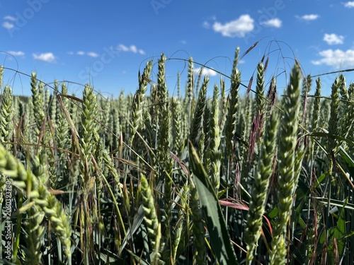 field of corn