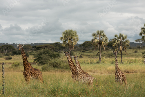 Photography Giraffes