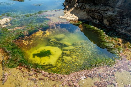 Deep Tide Pool Botanical Beach BC. Tidepool landscape carved into the rocky shelf at Botanical Beach filled with marine life. Near Port Renfrew BC. 

