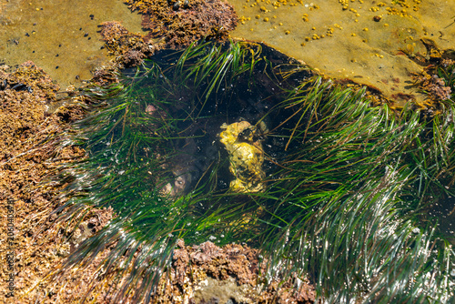 Carved Tide Pool Botanical Beach BC. Tidepool carved into the rocky shelf at Botanical Beach filled with marine life. Near Port Renfrew BC. 
