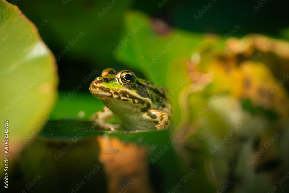 Obraz premium Grenouille verte dans un bassin de nénuphars, Temple-sur-Lot