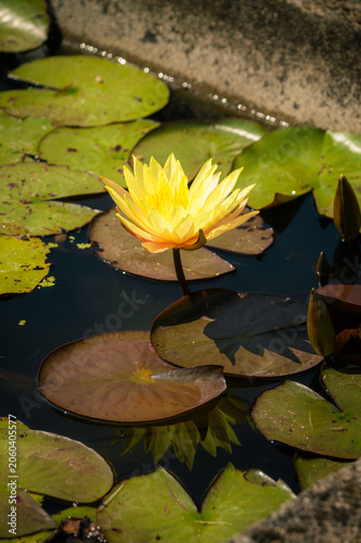 Bild auf Leinwand Nénuphar jaune en fleur sur un bassin à Temple-sur-Lot
