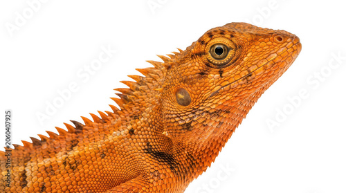 Closeup of an orange lizards head isolated on transparent background