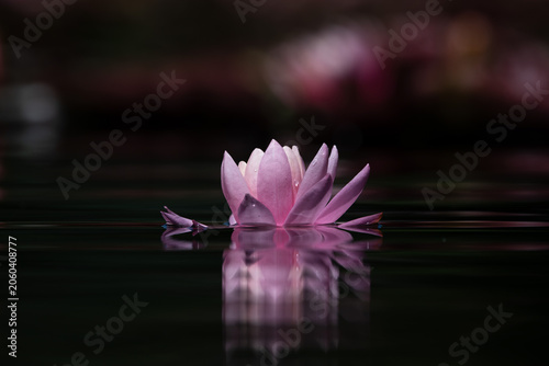 Water lily or lotus flower reflected on the water surface of a pond. Shallow depth of field. Blur background