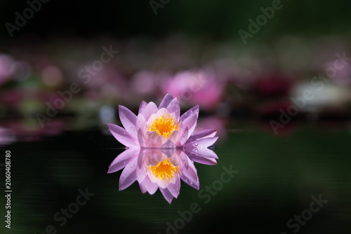 Pink lotus flower or water lily reflected on the water surface of a pond. Shallow depth of field. Blur background