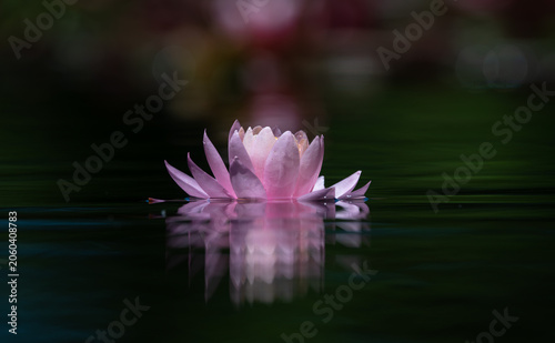 Lotus flower or water lily reflected on the water surface of a pond. Shallow depth of field. Blur background