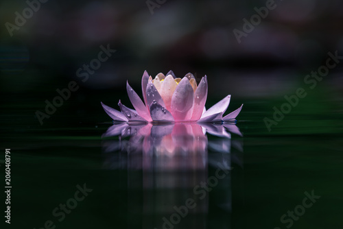 Pink water lily or lotus flower reflected on the water surface of a pond. Shallow depth of field. Blur background