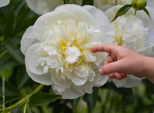 Close-up of a child's hand gently touching a large blooming white peony flower in the garden.