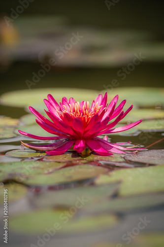 Konstfotografi Nénuphar rose vif en fleur sur un étang au Temple-sur-Lot