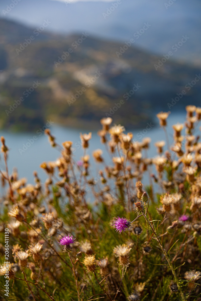 Obraz premium Aerial view through flowering plants on Germasogeia reservoir and mountains in Cyprus and sun in sky with clouds in summer evening and sunset 