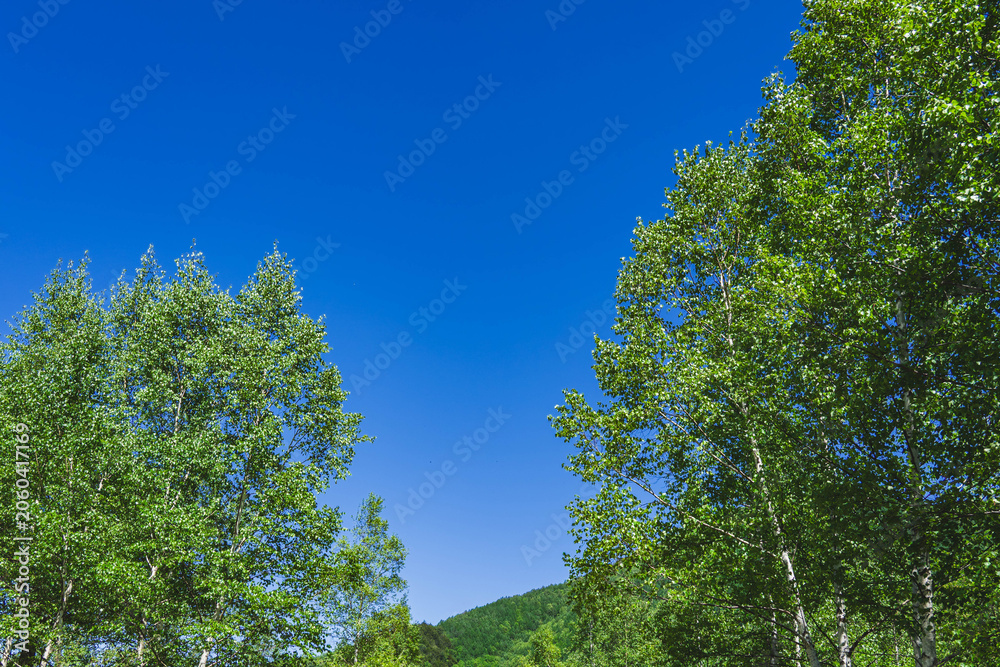 Fototapeta premium 快晴の青空と鮮やかな新緑の木々 白樺