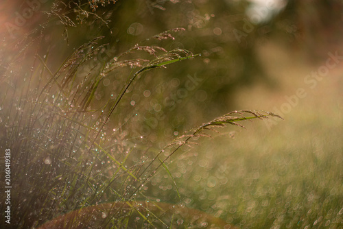 Foto The grass in the field is dewy and bathed in the morning sunlight