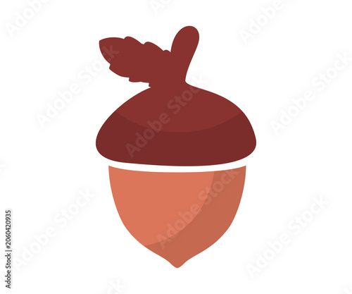 Acorn or oaknut seed illustration on transparent background. 
