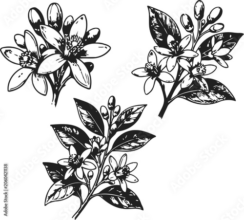 Foto Botanical engraving of delicate orange blossoms with buds and leaves on a white
