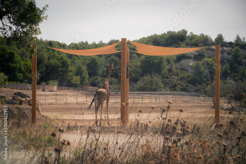 Fotografía Girafe dans son enclos au safari de Sigean, France