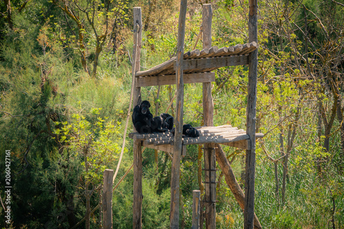 Siamang en repos sur plateforme en bois au safari de Sigean