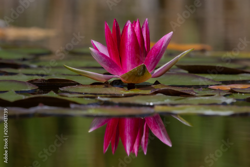 Fleur de nénuphar