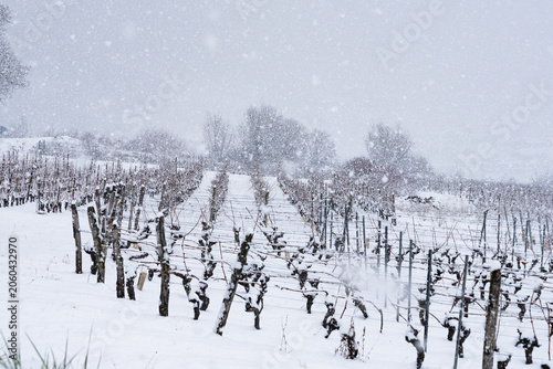 A row of dried vineyards landscape covered by white snow during winter while snow falling at the foot of mountain in Savoie region in France.