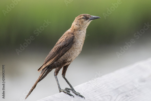Female Boat Tailed Grackle