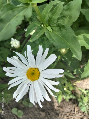 White daisy flower with yellow center in the garden