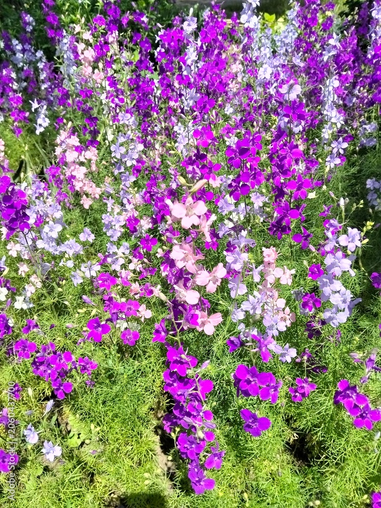Obraz premium Lush garden flowerbed with colorful delphinium blooming in summer