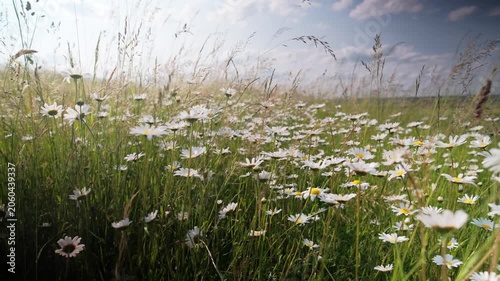 Blooming daisies under sunny sky, Scenic view of lush flowerfilled pasture bathed in warm sunlight and gentle breezes